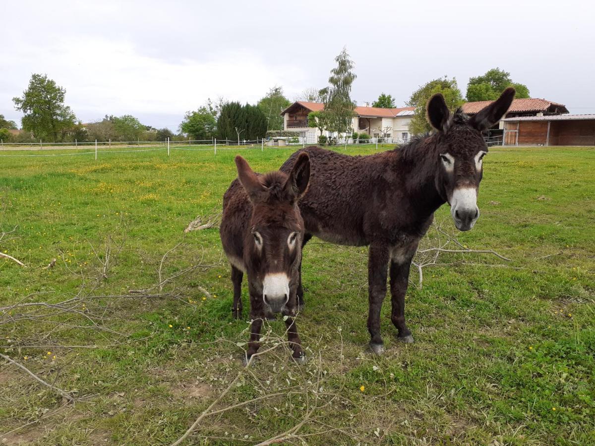 Gite En Comminges Franquevielle Kültér fotó